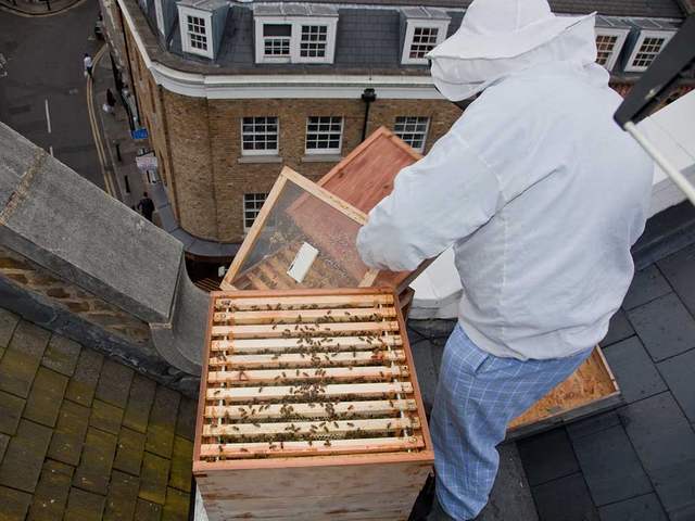 Bermondsey is buzzing when it comes to honey making.