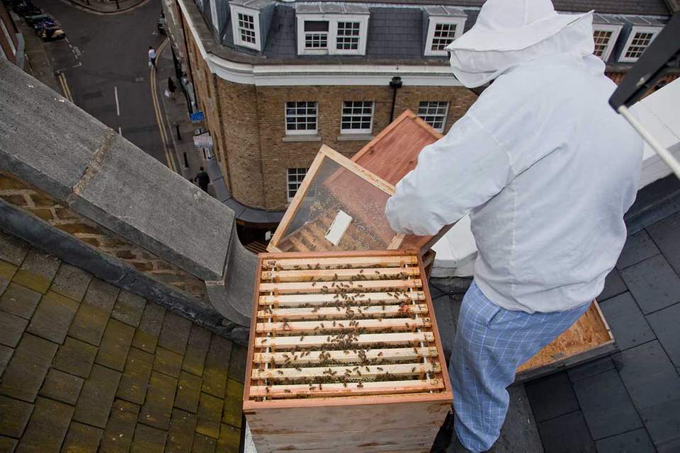 Bermondsey is buzzing when it comes to honey making.